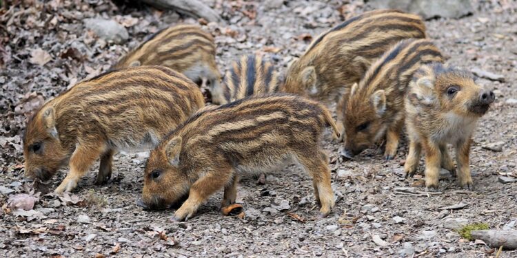 Five European Wildlife Trips to Replace Elephants this Spring