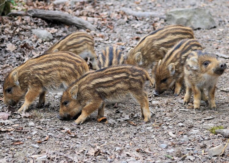 Five European Wildlife Trips to Replace Elephants this Spring