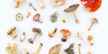 The Fungal Superfood of the Future