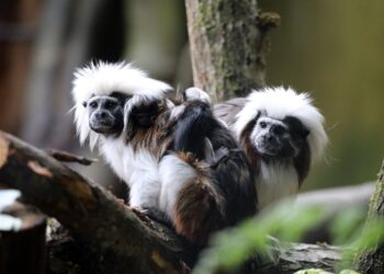 Taylor Swift Celebrated with an Overload of Sweetness at Edinburgh Zoo