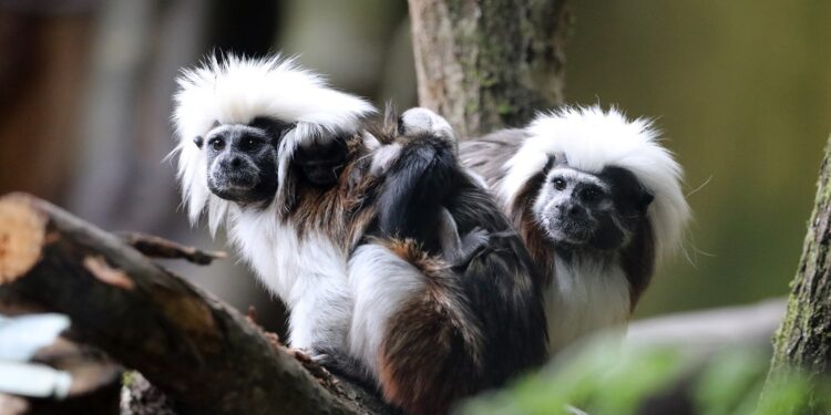 Taylor Swift Celebrated with an Overload of Sweetness at Edinburgh Zoo